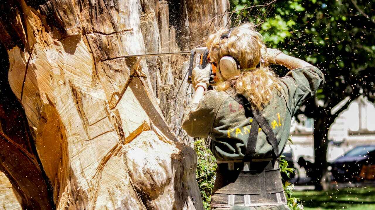 Best Tree Cutting Near Me  in Pevely, MO